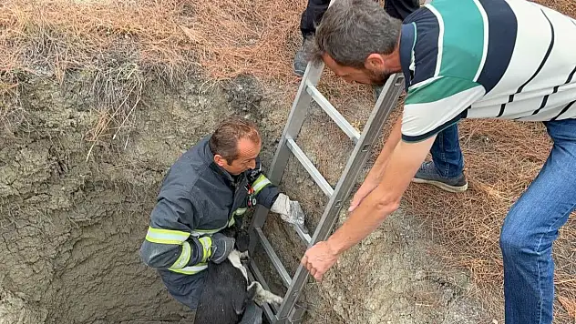 10 metre derinliğindeki kuyuya düşen köpeği itfaiye kurtardı