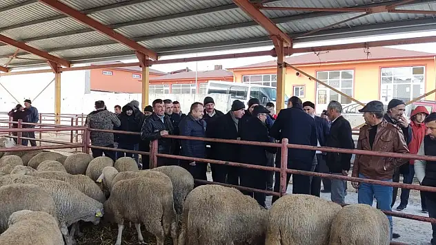 132 Adet Toklu Dağıtıldı