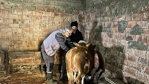 230 Bin Büyükbaş Hayvan Aşılandı