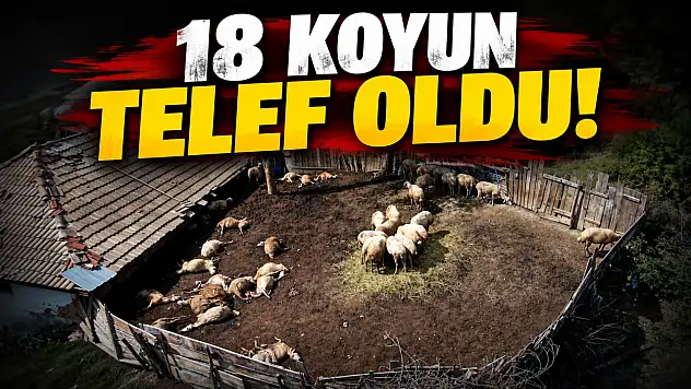 18 Koyun Telef Oldu!