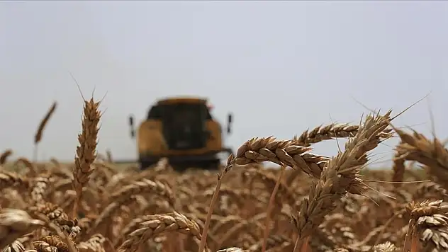 327 Ton Buğdayı Satışa Çıkarıldı