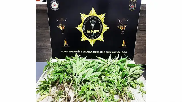 35 kök Hint keneviri ele geçirildi