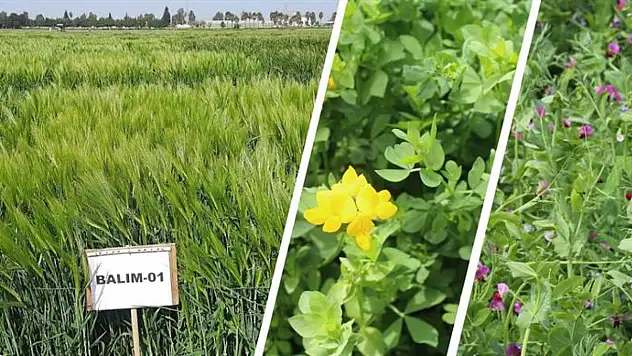 42 çeşit tarla bitkisi Türk tarımına kazandırıldı