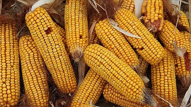 500 Bin Tonluk Tarife Kontenjanı Açıldı