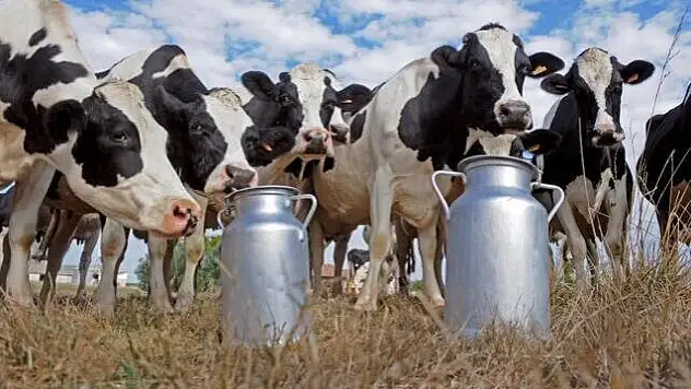 810 Bin 220 Ton İnek Sütü Toplandı