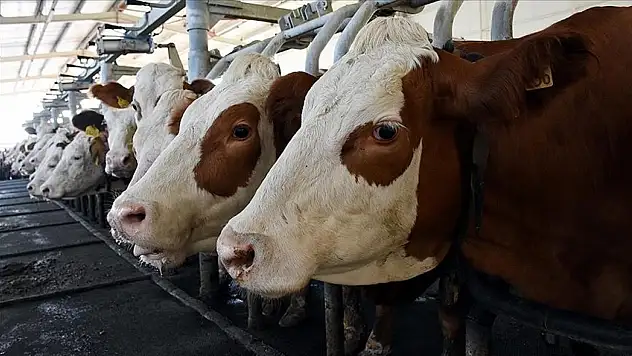 863 Bin 651 Ton İnek Sütü Toplandı