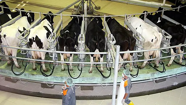 915 Bin 522 Ton İnek Sütü Toplandı