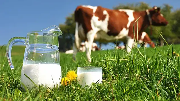 944 bin 349 ton inek sütü toplandı