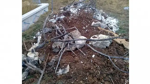 Aç kalan ayılar, mezarlara dadandı
