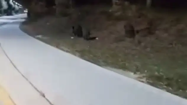 Aç Kalan Domuz Sürüleri, Üniversite Kampüsüne İndi