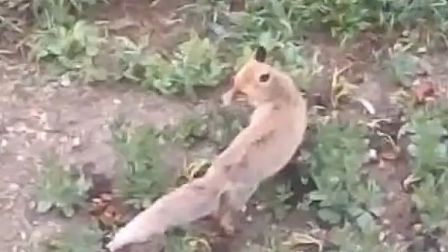Aç Kalan Tilki Evin Bahçesine Kadar Girdi