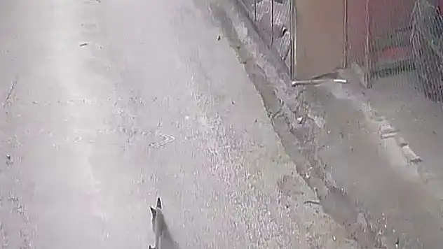 Tilki Tavuklara  Saldırdı