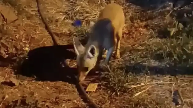 Aç kalan tilkiye 'diyet bisküvi' ikramı