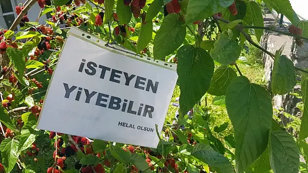 Ağaca astığı yazı yürekleri ısıttı