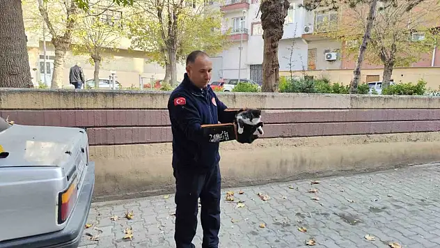 Kedi İtfaiyeyi Seferber Etti