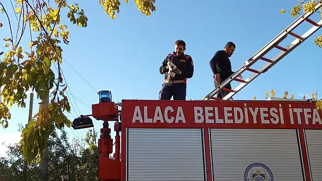 Ağaçta Mahsur Kalan Yavru Kedi İtfaiye Ekiplerince Kurtarıldı
