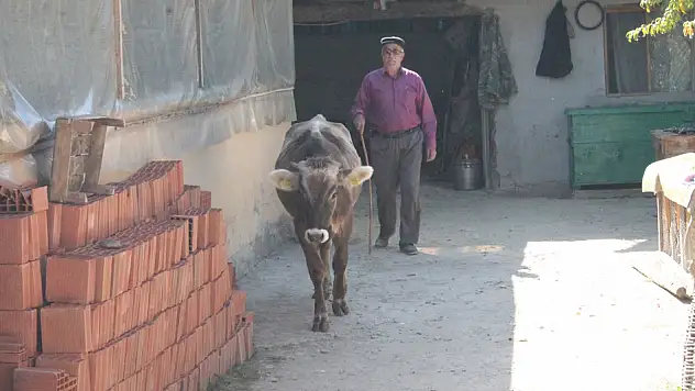 Ahır yasağı, buzağıları eve soktu