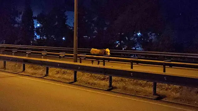 Büyükbaş Hayvan Trafiği Tehlikeye Soktu