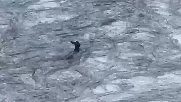 Akıntıya Kapılan Karaca Kamerada