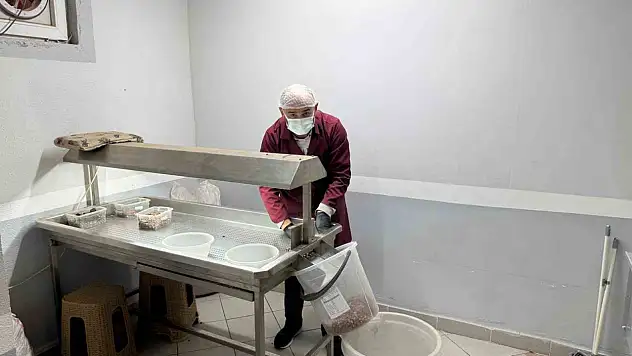 Alaplı'da Fındık Kavurma Tesisleri Taleplere Yetişemiyor