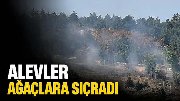 Alevler Ağaçlara Sıçradı