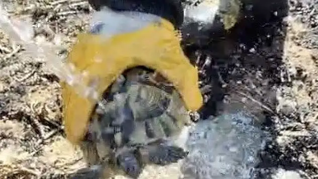 Alevler arasında kalan kaplumbağayı itfaiye ekipleri suyla serinletti
