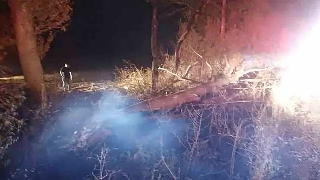 Anız Yangını Ağaçlara Zarar Verdi