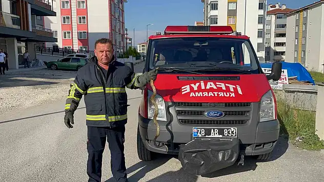 Apartman Bahçesine Giren Yılan Vatandaşları Korkuttu