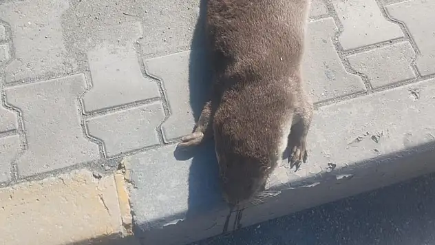 Aracın Çarptığı Su Samuru Telef Oldu