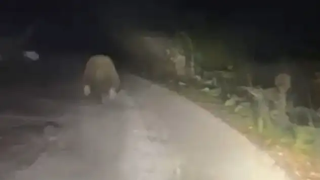 Aracın Işıklarından Korkan Ayı Böyle Kaçtı