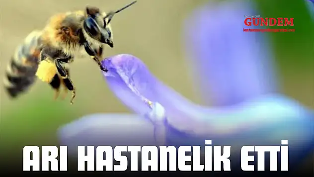 Arı Hastanelik Etti