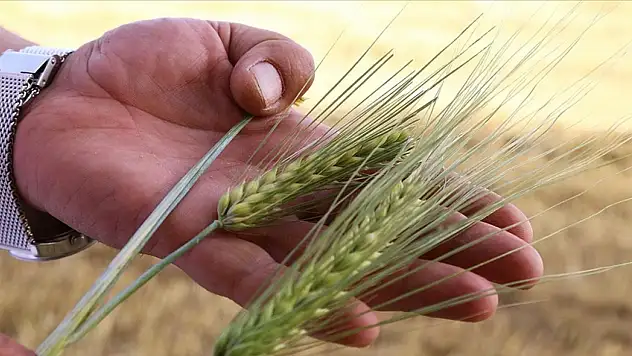 Arpa Satışı Duyurusu Yapıldı