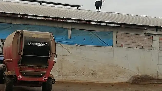 Aşıdan Kaçan Dana Soluğu Çatıda Aldı