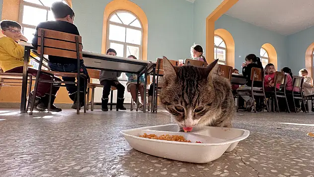 Aşure Adlı Kedinin Yanından Ayrılmıyorlar