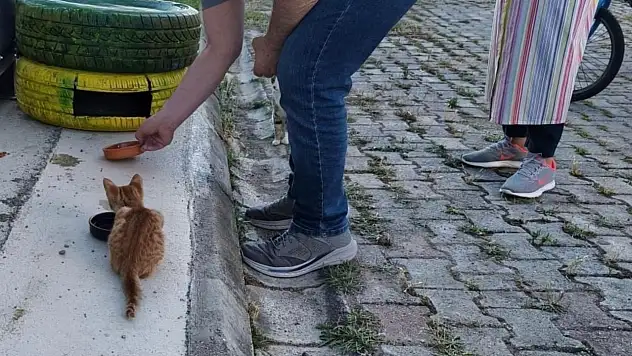 Atıklardan Kedilere Sıcak Yuva