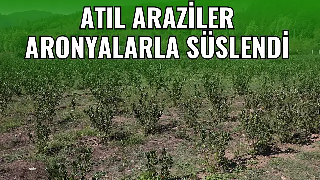 Atıl Araziler Aronyalarla Süslendi