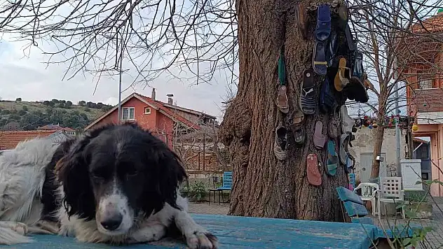 Ayakkabısı Kaybolan Bu Ağaca Koşuyor