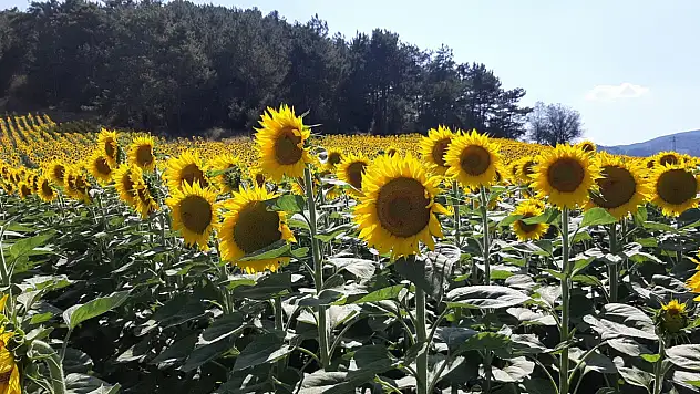 Ayçiçeği ekimi rağbet görüyor