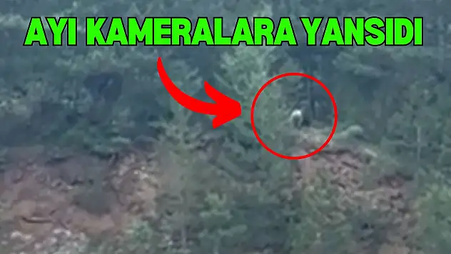Ayı, Cep Telefonuyla Görüntülendi