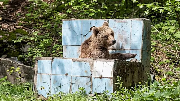 Ayı Çeşmenin Oluğunda Serinledi