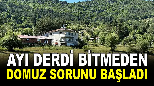 Ayı Derdi Bitmeden Domuz Sorunu Başladı
