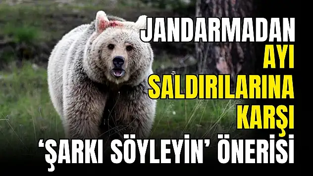 Ayı Saldırılarından Korunmak İçin 'Şarkı Söyleyin' Önerisi