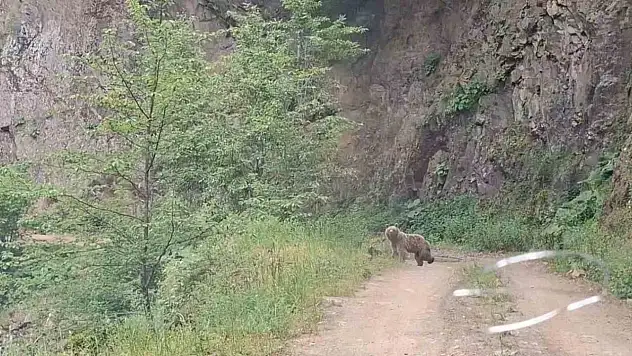 Ayı ve üç yavrusu yolda görüntülendi
