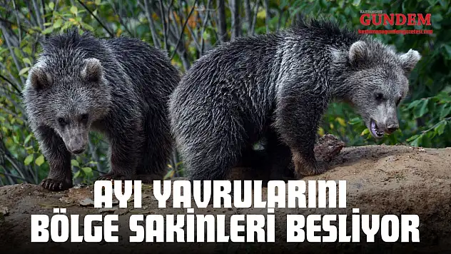 Ayı Yavrularını Bölge Sakinleri Besliyor