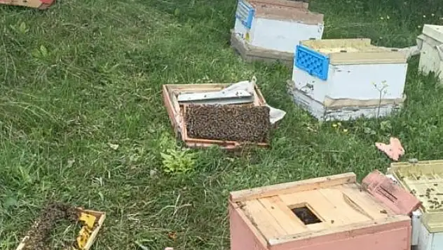 Ayılar 20 Arı Kovanını Parçaladı