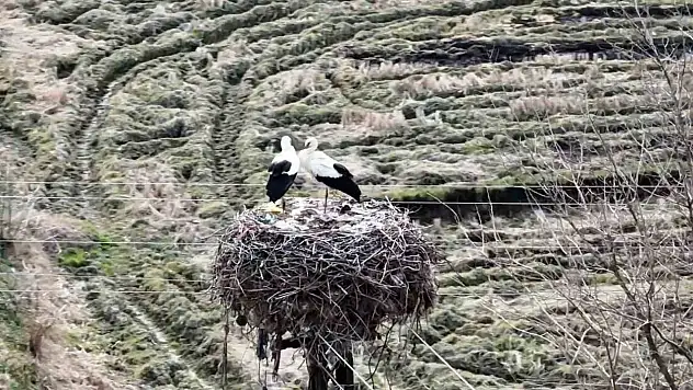 Baharın Müjdecisi Leylekler Sinop'a Geldi