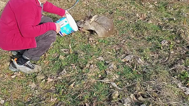 Bitkin Halde Bulunan Karaca Doğaya Salındı