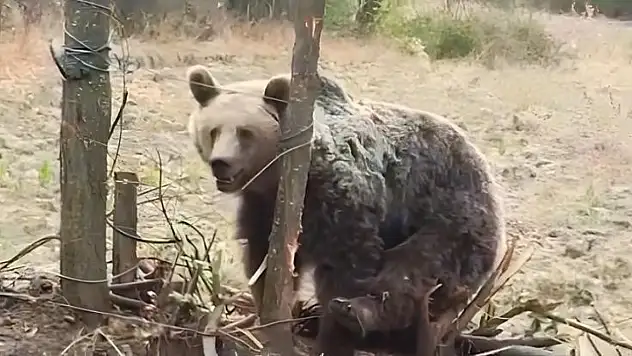 Bahçeye Giren Ayı Vatandaşlara Saldırmaya Çalıştı