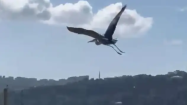 Balıkçıl kuşu vatandaşların ilgi odağı oldu