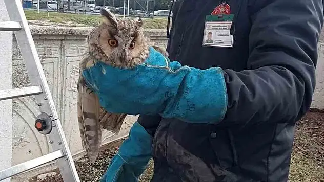 O Baykuş Kurtarıldı